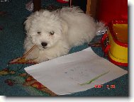 Maltese (Dog standard)