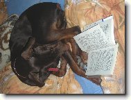 Dobermann (Dog standard)
