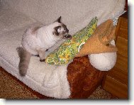 Ragdoll (Cat)