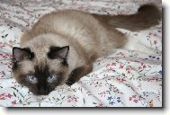 Ragdoll (Cat)