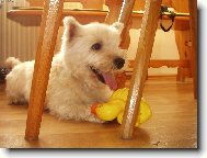 West highland white terrier (Dog standard)
