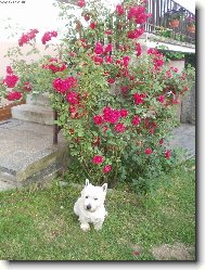 West highland white terrier (Dog standard)