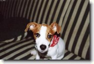Jack russell terrier (Dog standard)