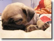 Pug (Dog standard)