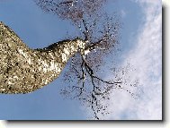 Betula verrucosa Ehrt