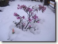 Rododendron, Azalka