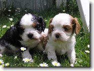 Cavalier king charles spaniel (Dog standard)