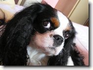 Cavalier king charles spaniel (Dog standard)