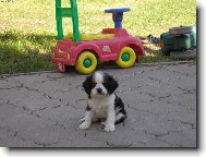 Cavalier king charles spaniel (Dog standard)