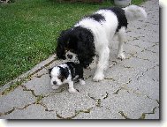 Cavalier king charles spaniel (Dog standard)