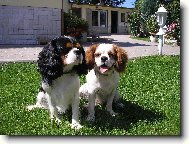 Cavalier king charles spaniel (Dog standard)
