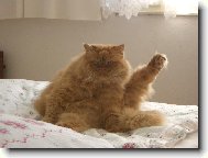 Persian (cat)
