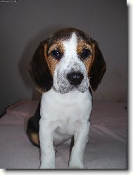 Beagle (Dog standard)