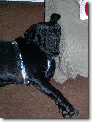 Labrador retriever (Dog standard)