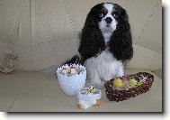 Cavalier king charles spaniel (Dog standard)