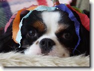 Cavalier king charles spaniel (Dog standard)