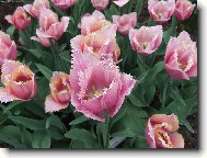 Tulipa