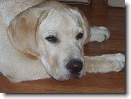 Labrador retriever (Dog standard)