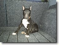 Bull terrier (Dog standard)