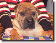 Shar-Pei