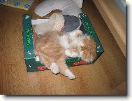 Persian (cat)