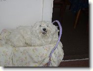 Maltese (Dog standard)