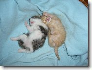 Persian (cat)