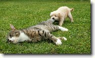 Chinese Crested Dog