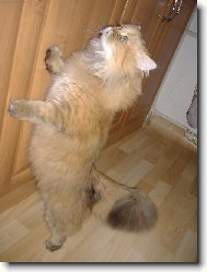 Persian (cat)