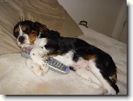 Cavalier king charles spaniel (Dog standard)