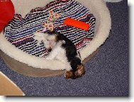 Cavalier king charles spaniel (Dog standard)