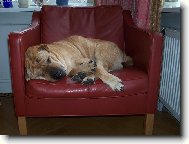 Shar-Pei