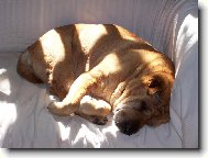 Shar-Pei