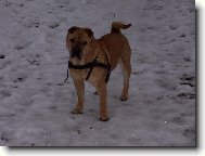 Shar-Pei
