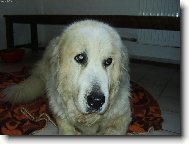 Pyrenejsk horsk pes