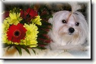 Maltese (Dog standard)