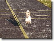 Chihuahua (Dog standard)