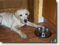 Labrador retriever (Dog standard)