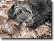 Chinese Crested Dog