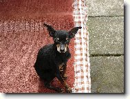 Chinese Crested Dog