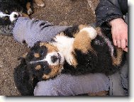 Berner Sennenhund