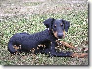 Dobermann, Doberman