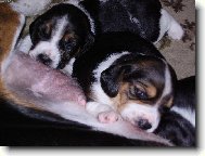 Beagle