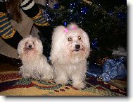 Maltese