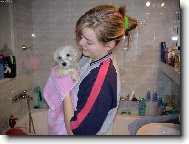 Maltese