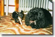 PRAGUE RATTER