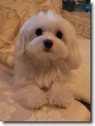 Maltese