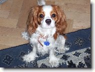 Cavalier King Charles Spaniel
