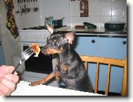 PRAGUE RATTER