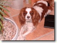 Cavalier King Charles Spaniel